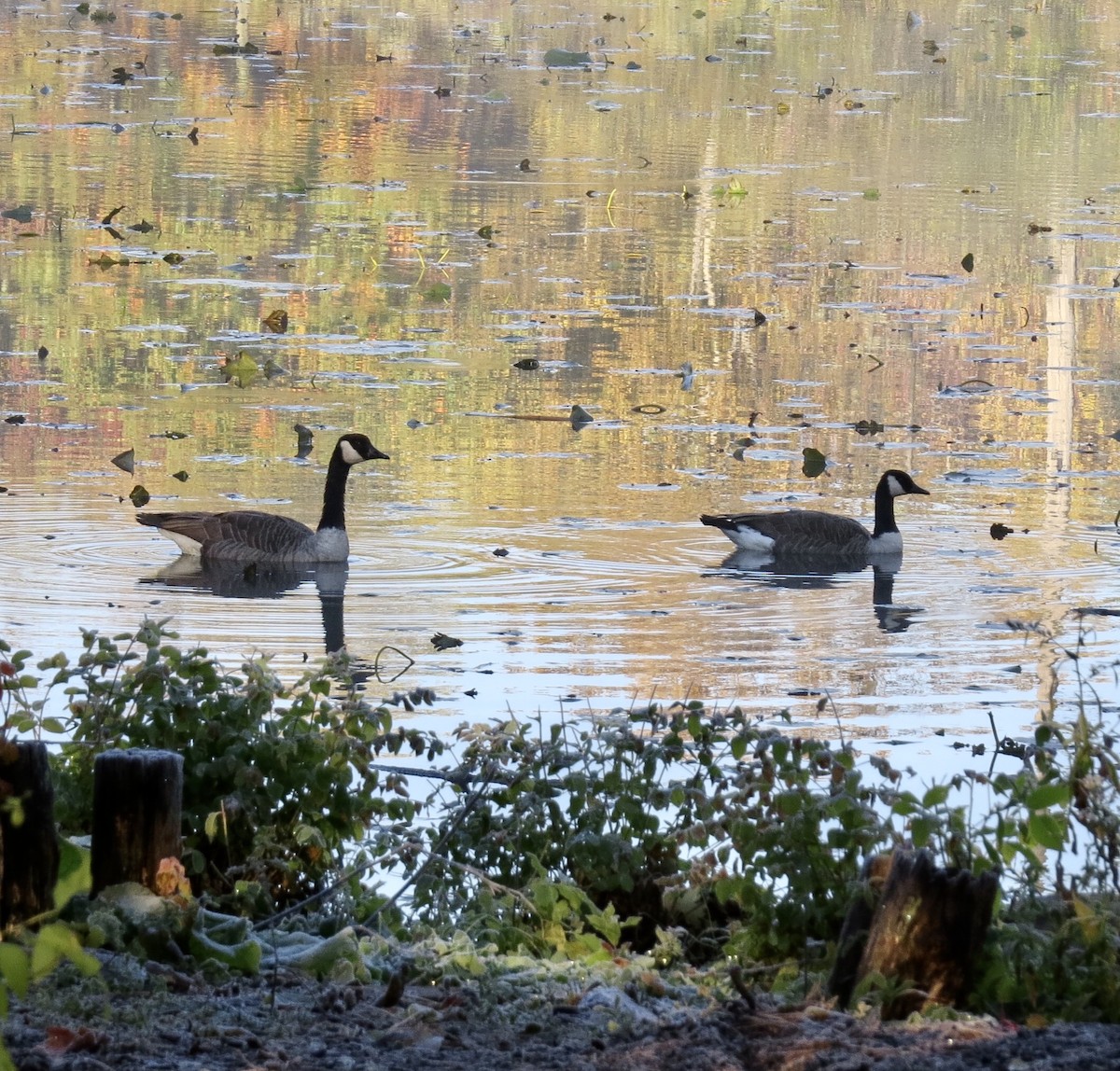 Canada Goose - Barb Matthews