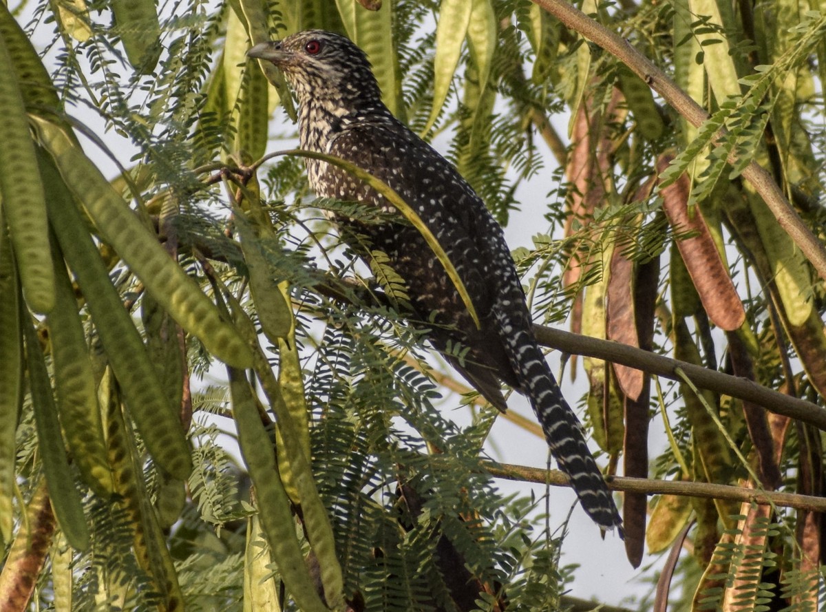 Asian Koel - ML272095281