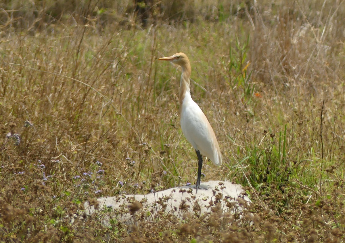 Eastern Cattle Egret - ML272095481