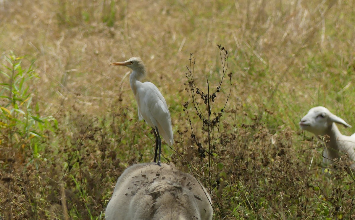 Eastern Cattle Egret - ML272095491