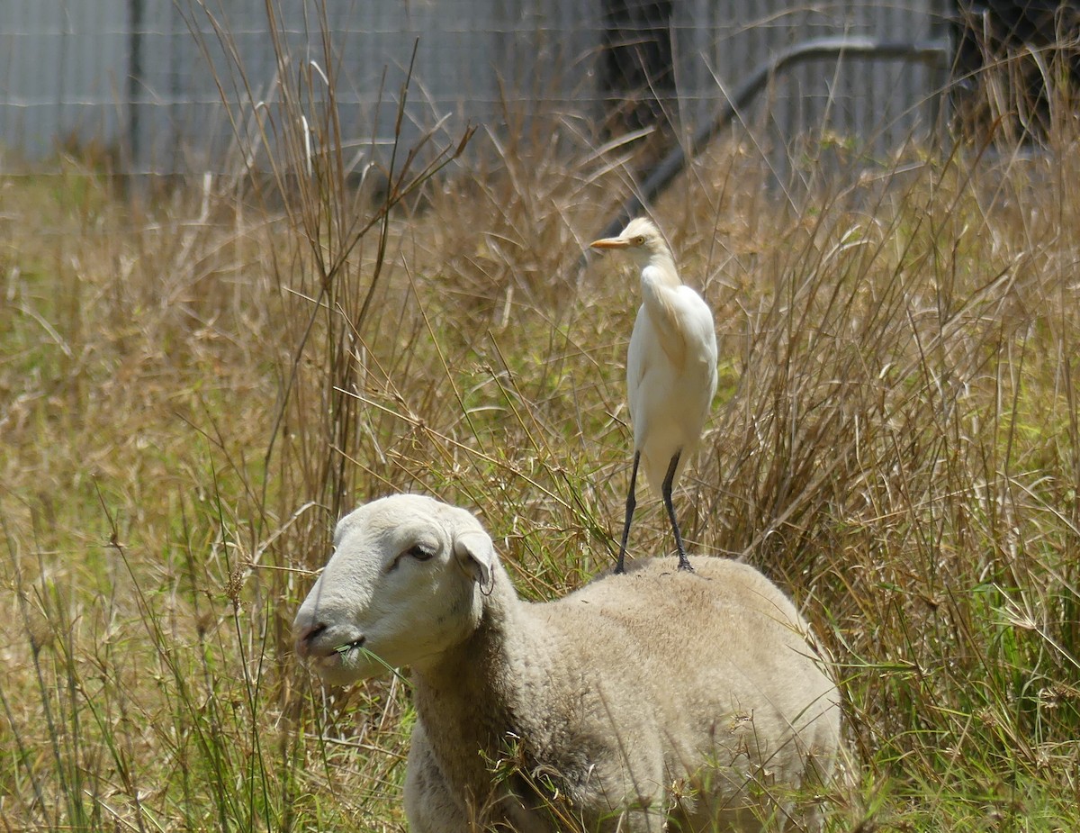 Eastern Cattle Egret - ML272095501