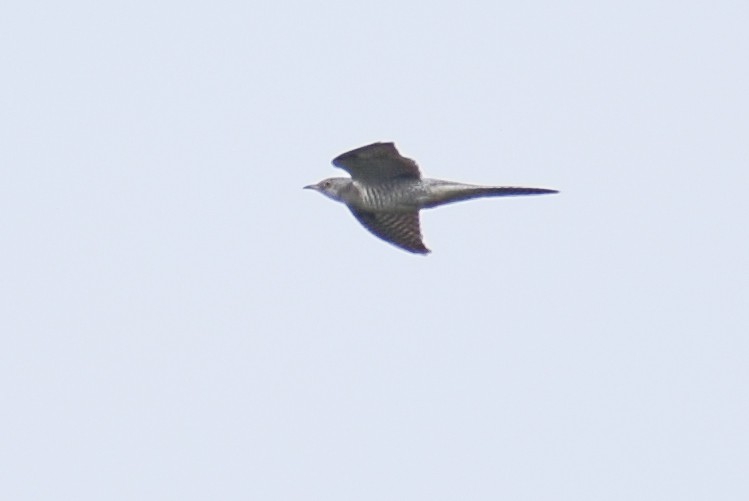 Common Cuckoo - ML272095551