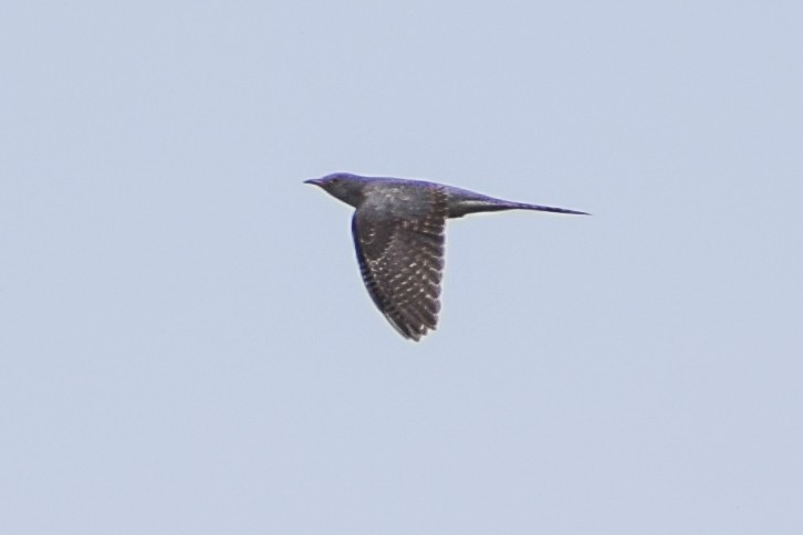 Common Cuckoo - ML272095561
