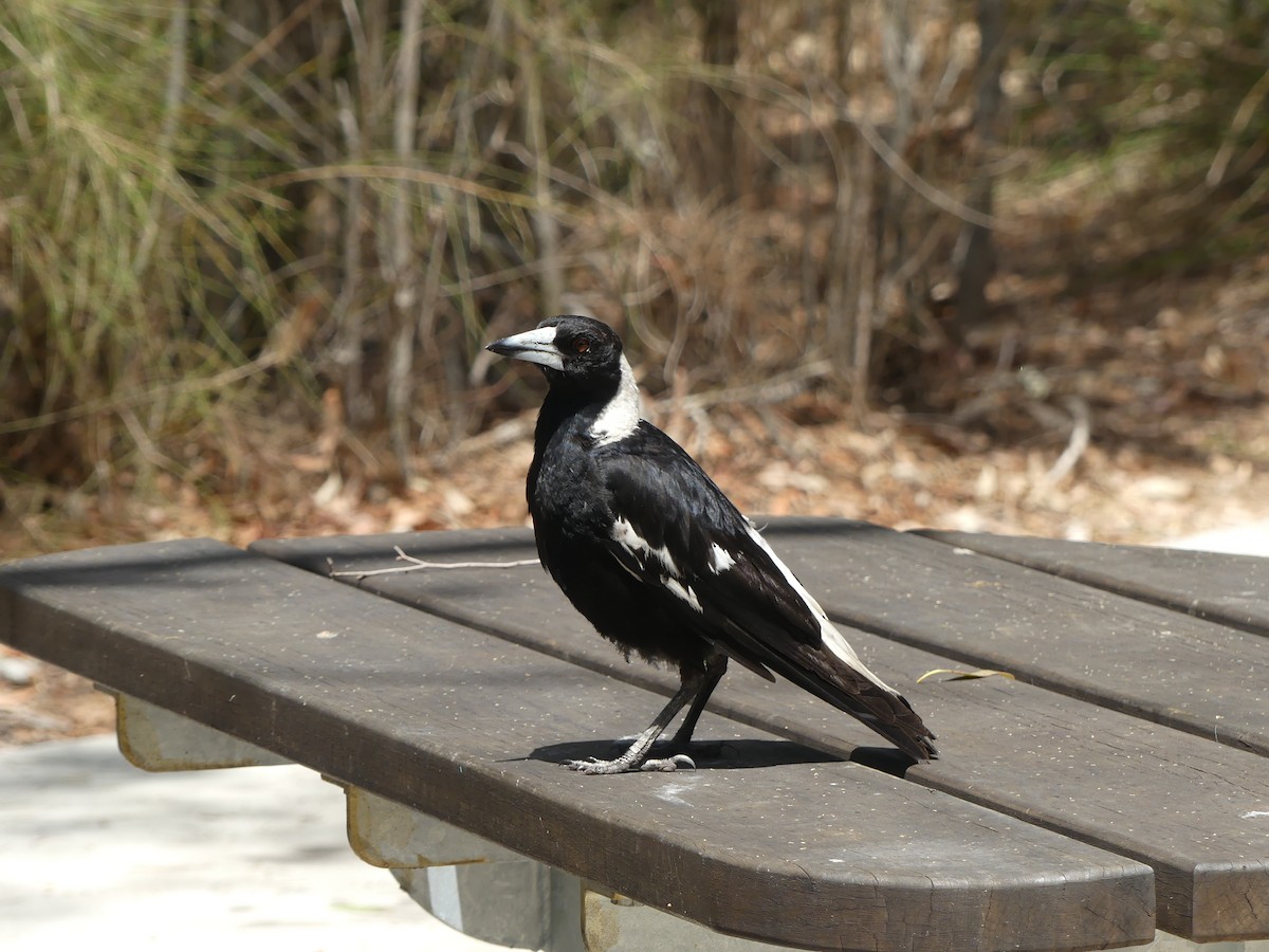 Australian Magpie - ML272095941