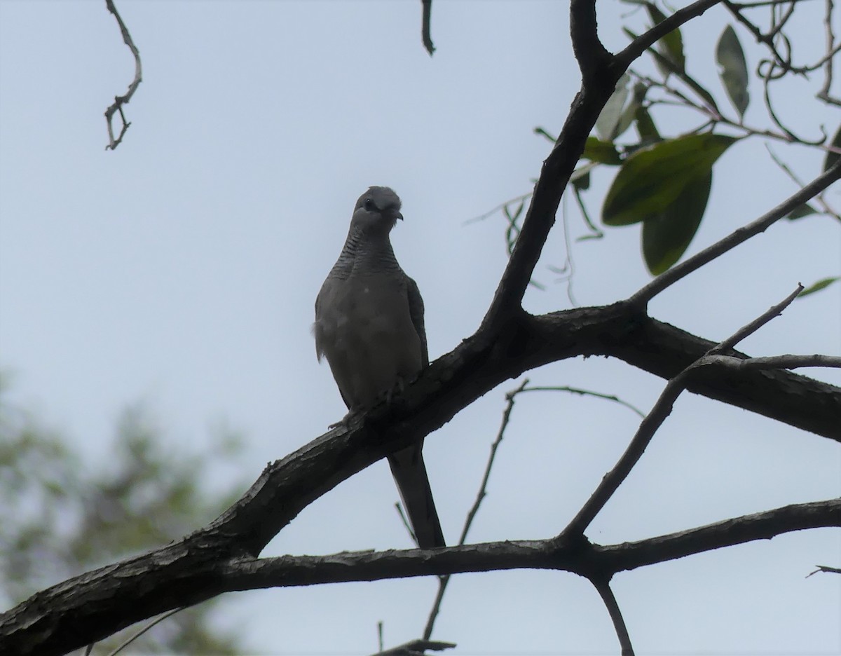 Peaceful Dove - ML272096191