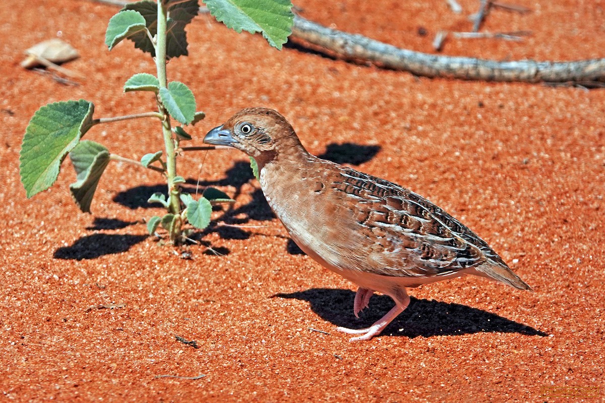 Little Buttonquail - Roksana and Terry