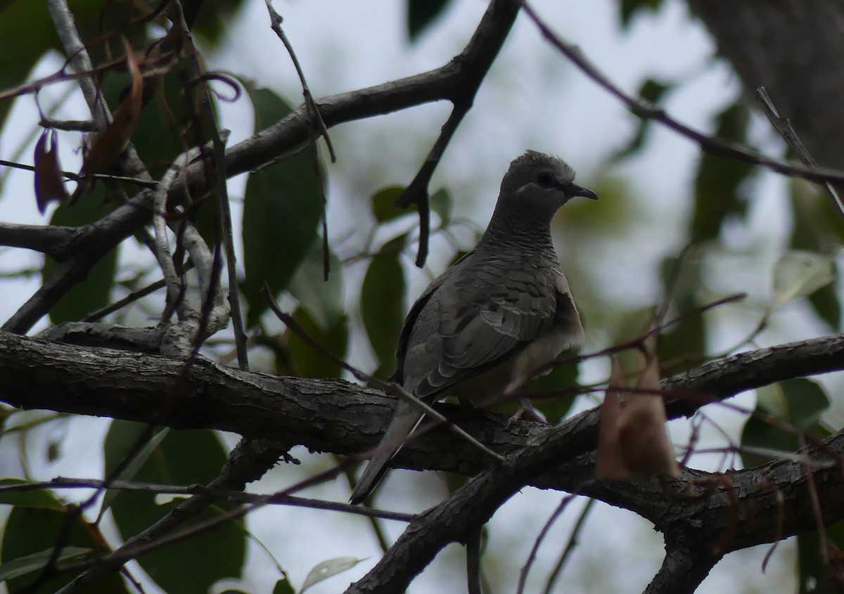 Peaceful Dove - ML272097141