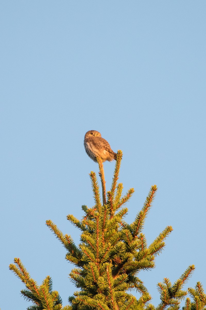 Eurasian Pygmy-Owl - ML272099041
