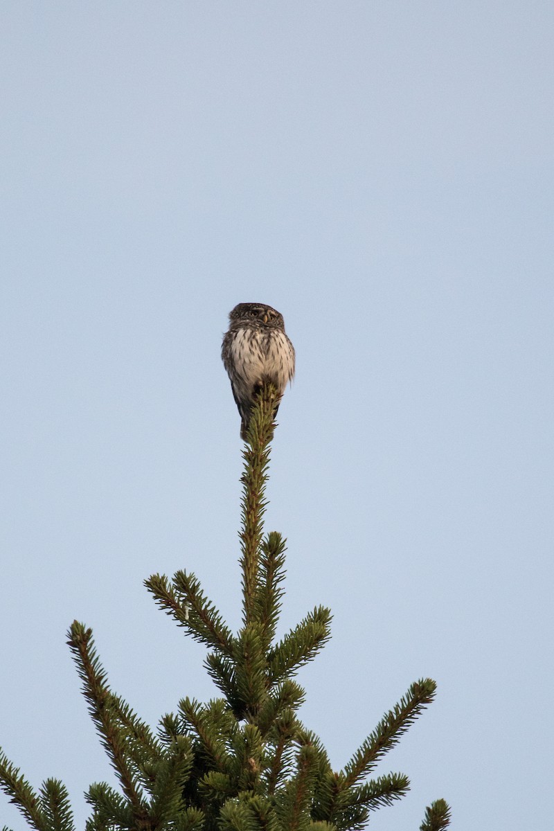 Eurasian Pygmy-Owl - ML272099061