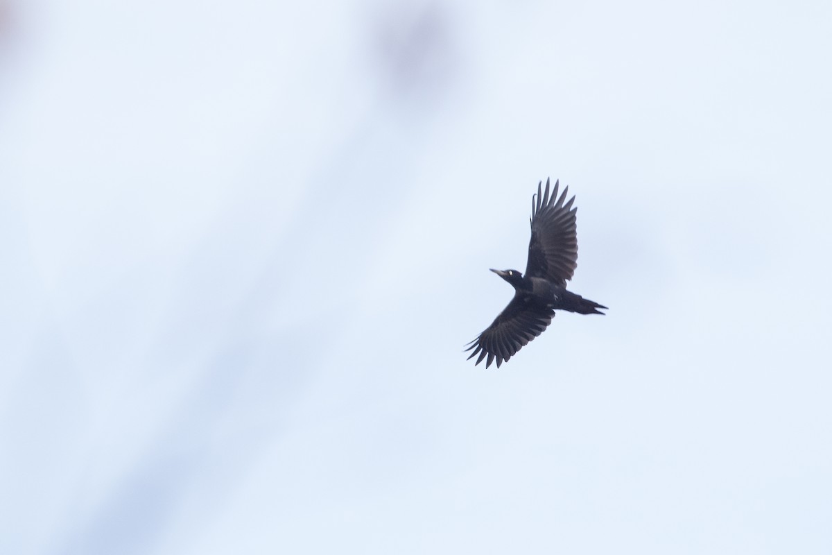 Black Woodpecker - ML272099081