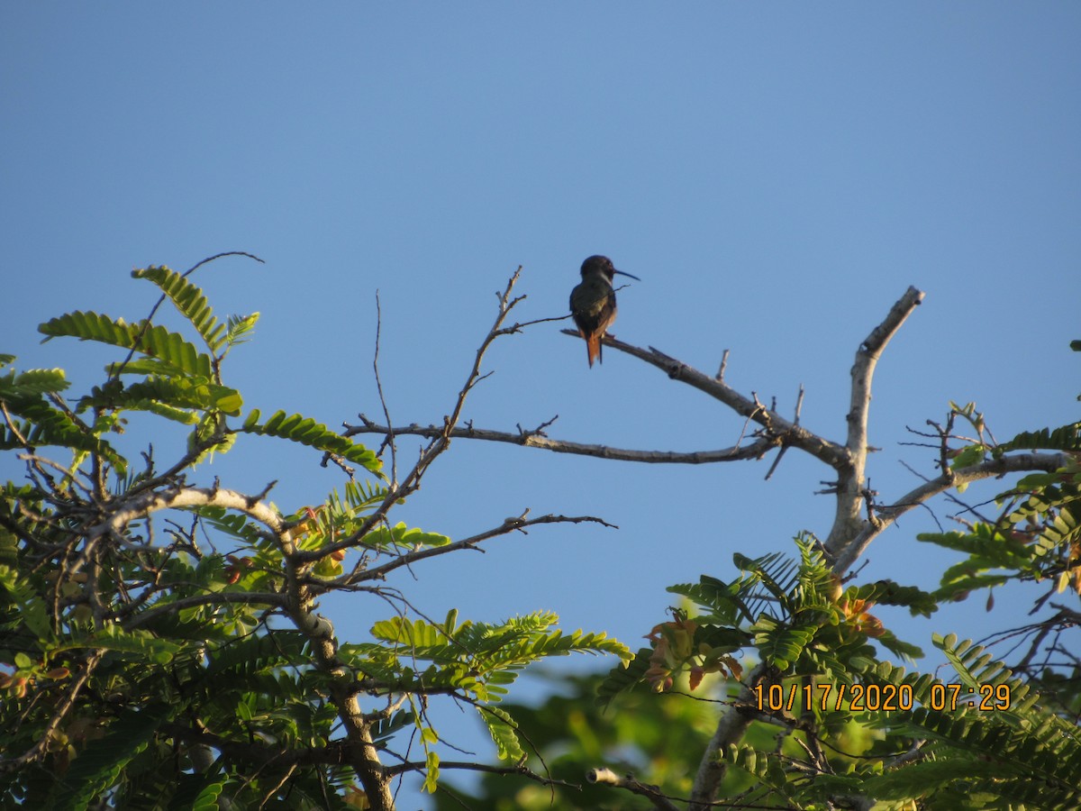 Inagua Woodstar - ML272099541