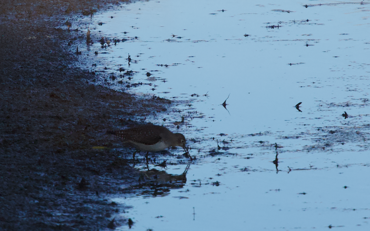 Solitary Sandpiper - ML272100851