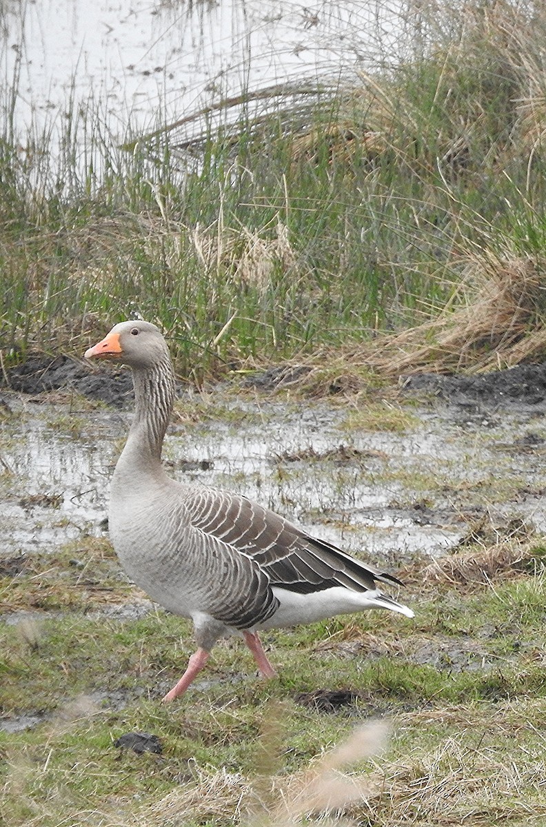 Graylag Goose - ML272100881