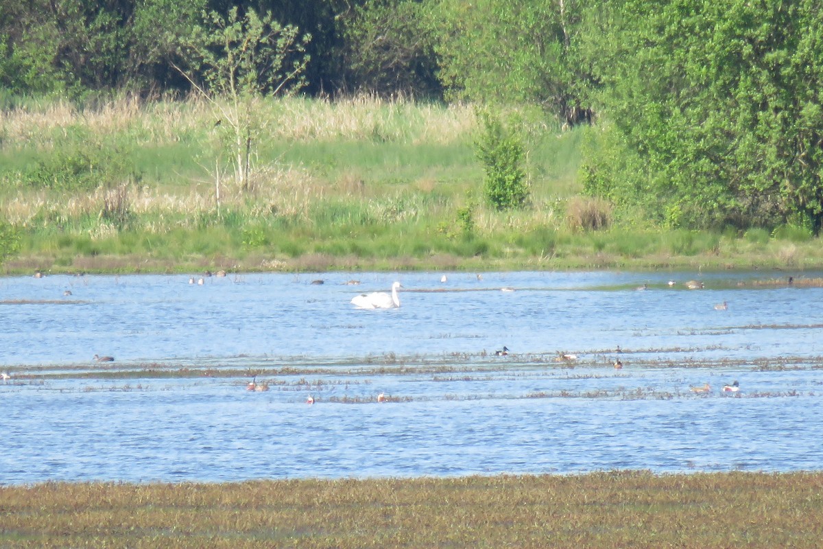 Cygne trompette ou C. siffleur - ML27210171