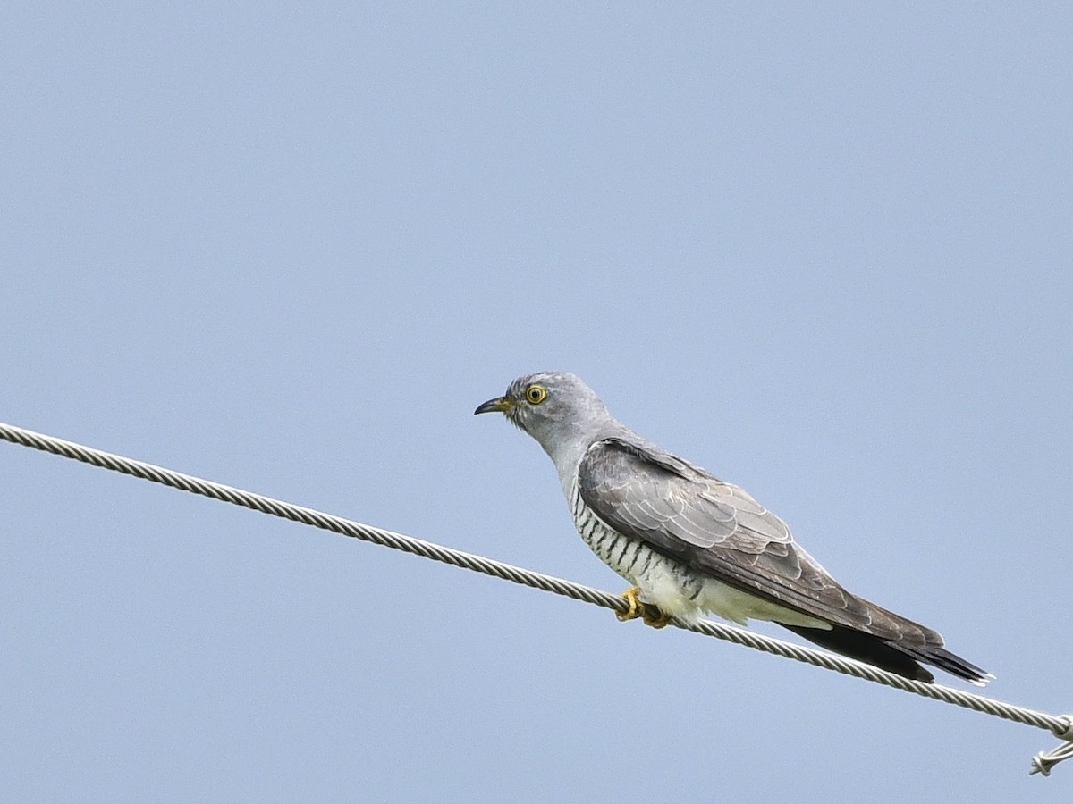 Common Cuckoo - ML272102531