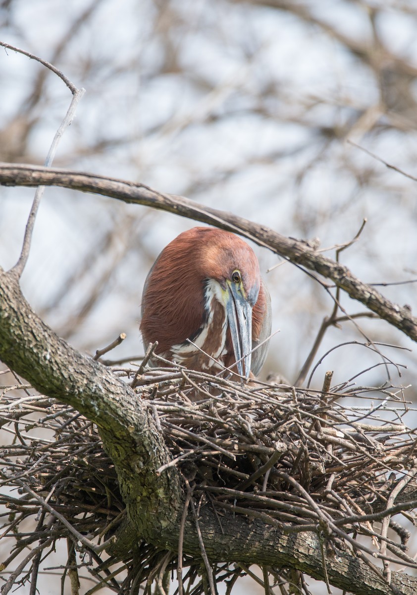 Rufescent Tiger-Heron - ML272103161