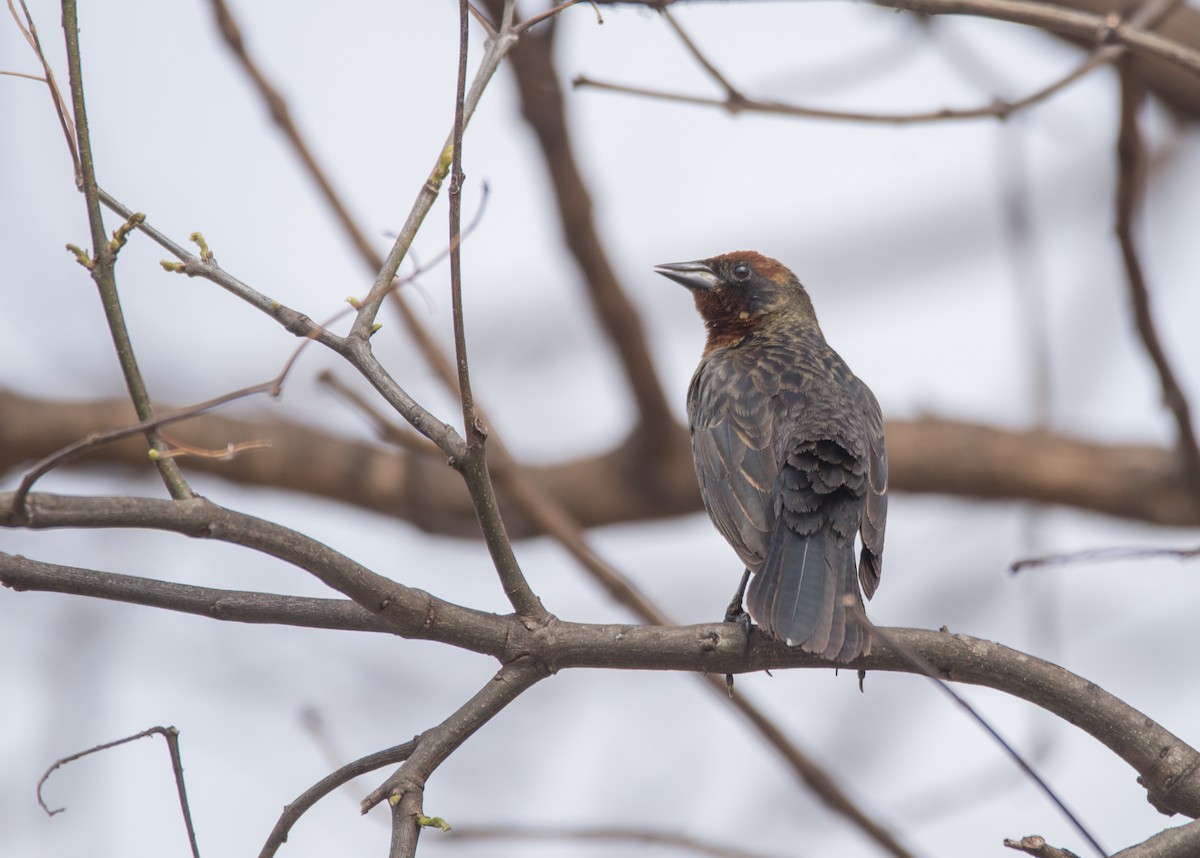 Chestnut-capped Blackbird - ML272103421