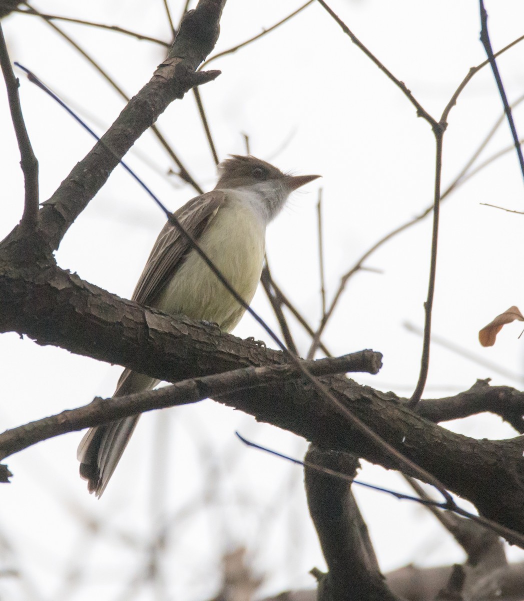 Swainson's Flycatcher - ML272103671