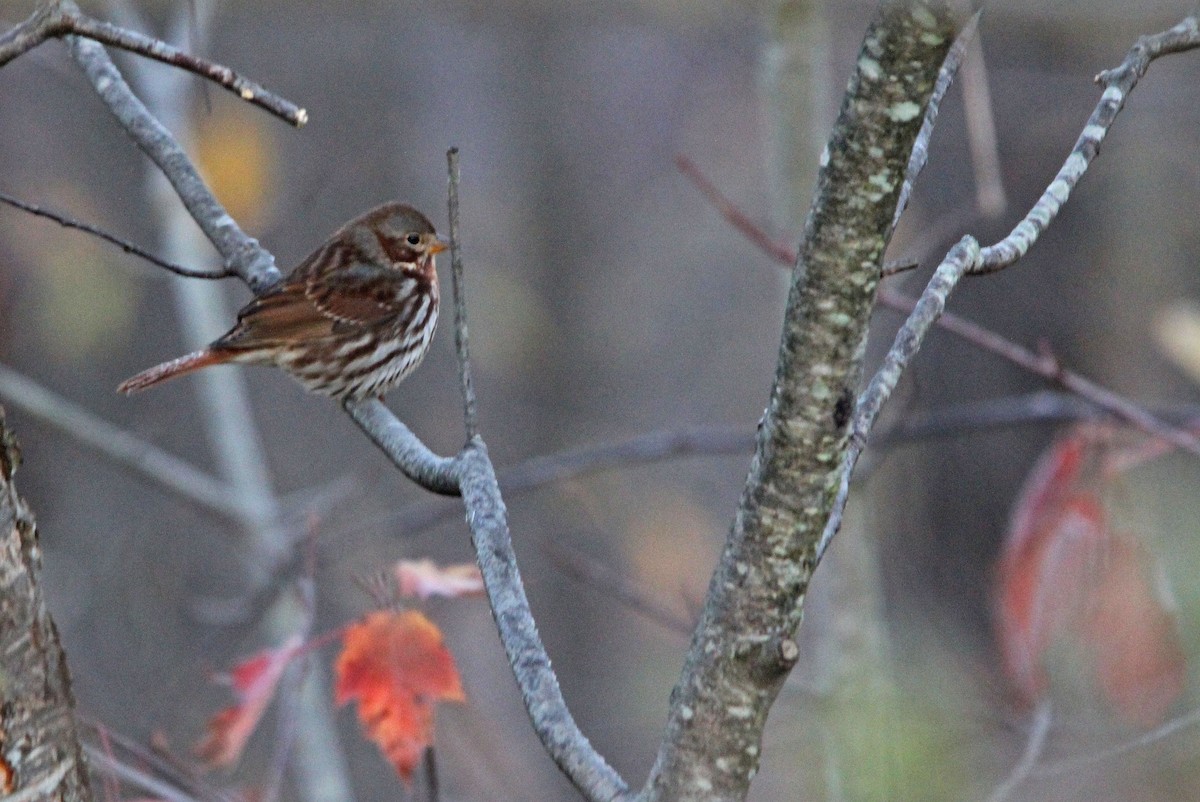 Fox Sparrow (Red) - ML272103721