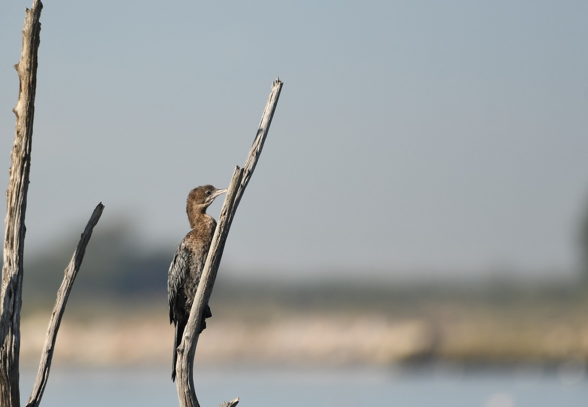 Pygmy Cormorant - ML272103821