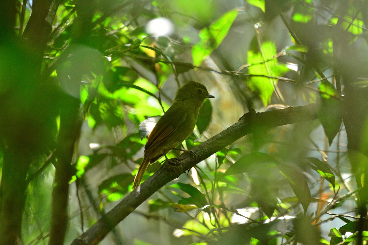 Greenish Schiffornis - Dante Gabriel Moresco