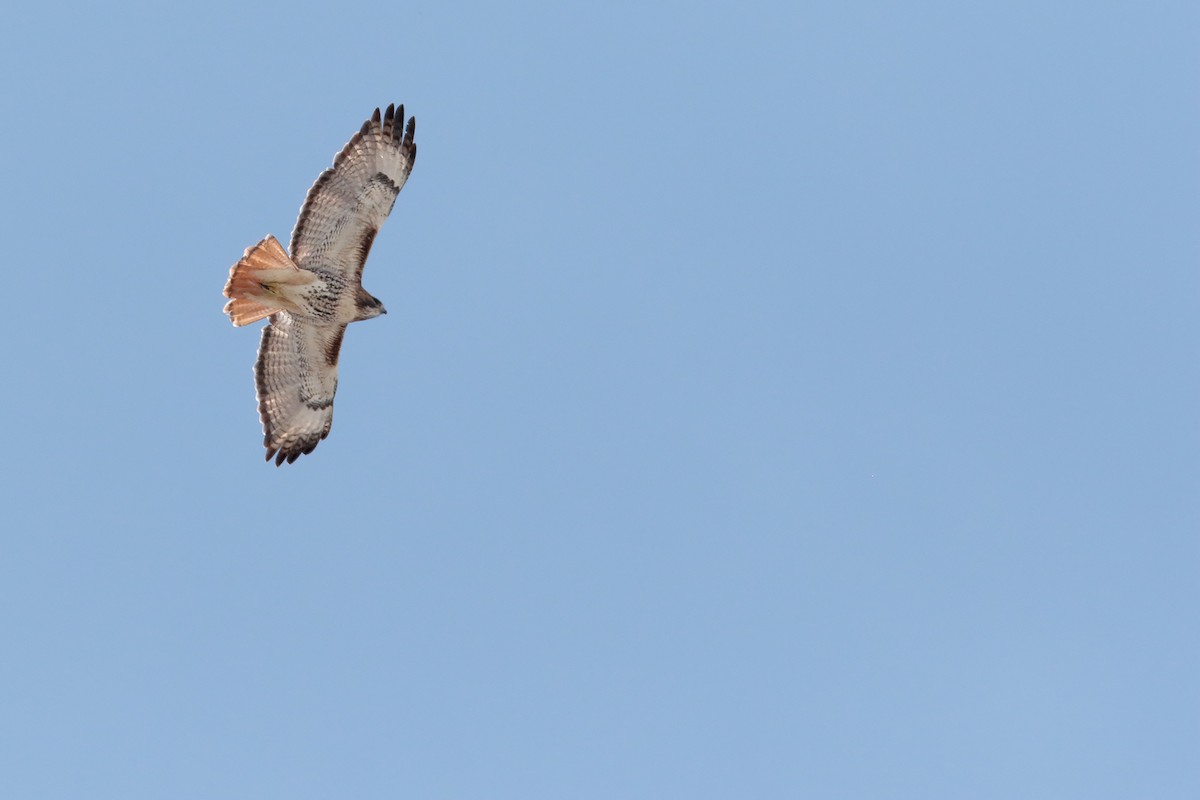 Red-tailed Hawk - ML27210641
