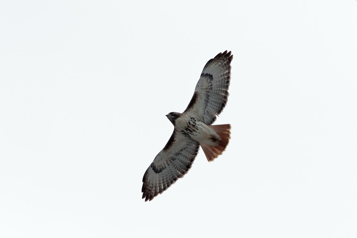 Red-tailed Hawk - ML27210661