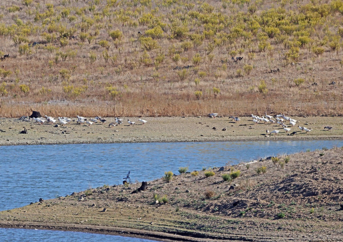 Graylag Goose (Domestic type) - ML272107211