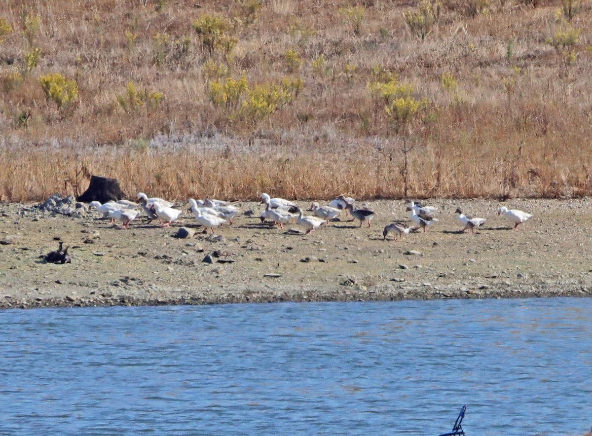 Graylag Goose (Domestic type) - ML272107251
