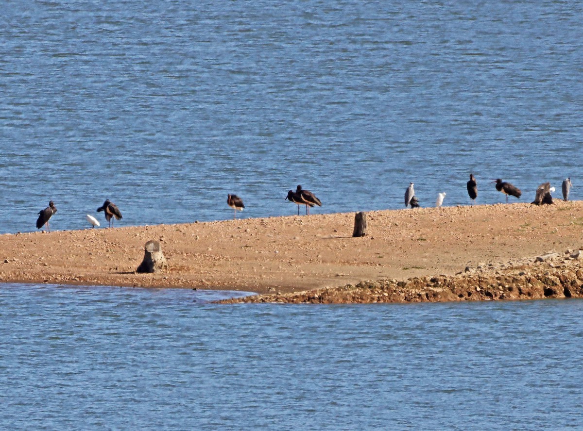 Black Stork - ML272107561