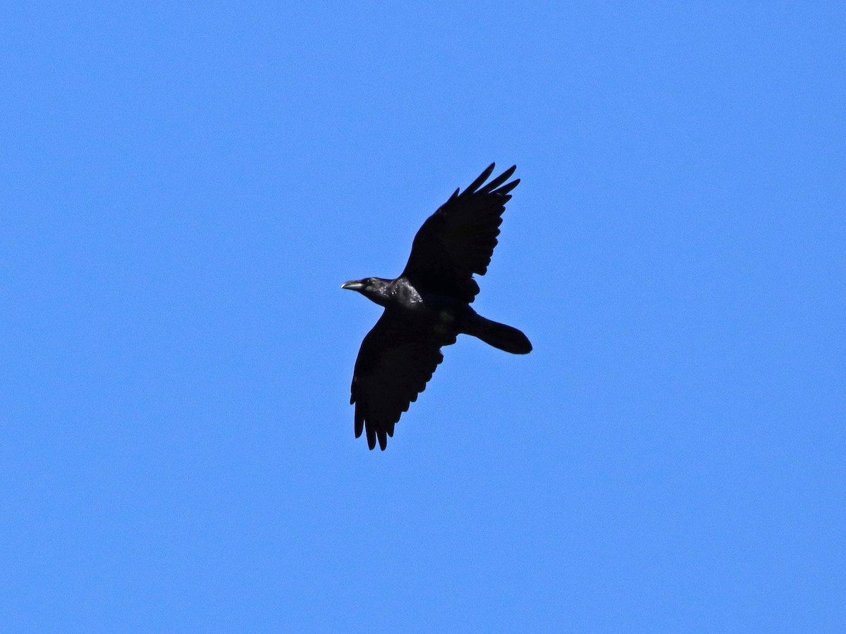 Common Raven - ML272107571