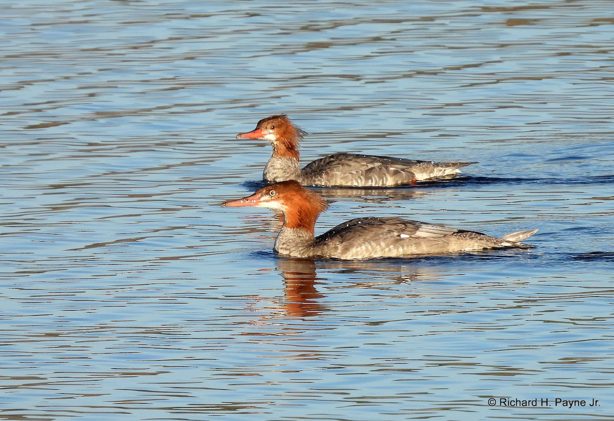 Common Merganser - ML272108081