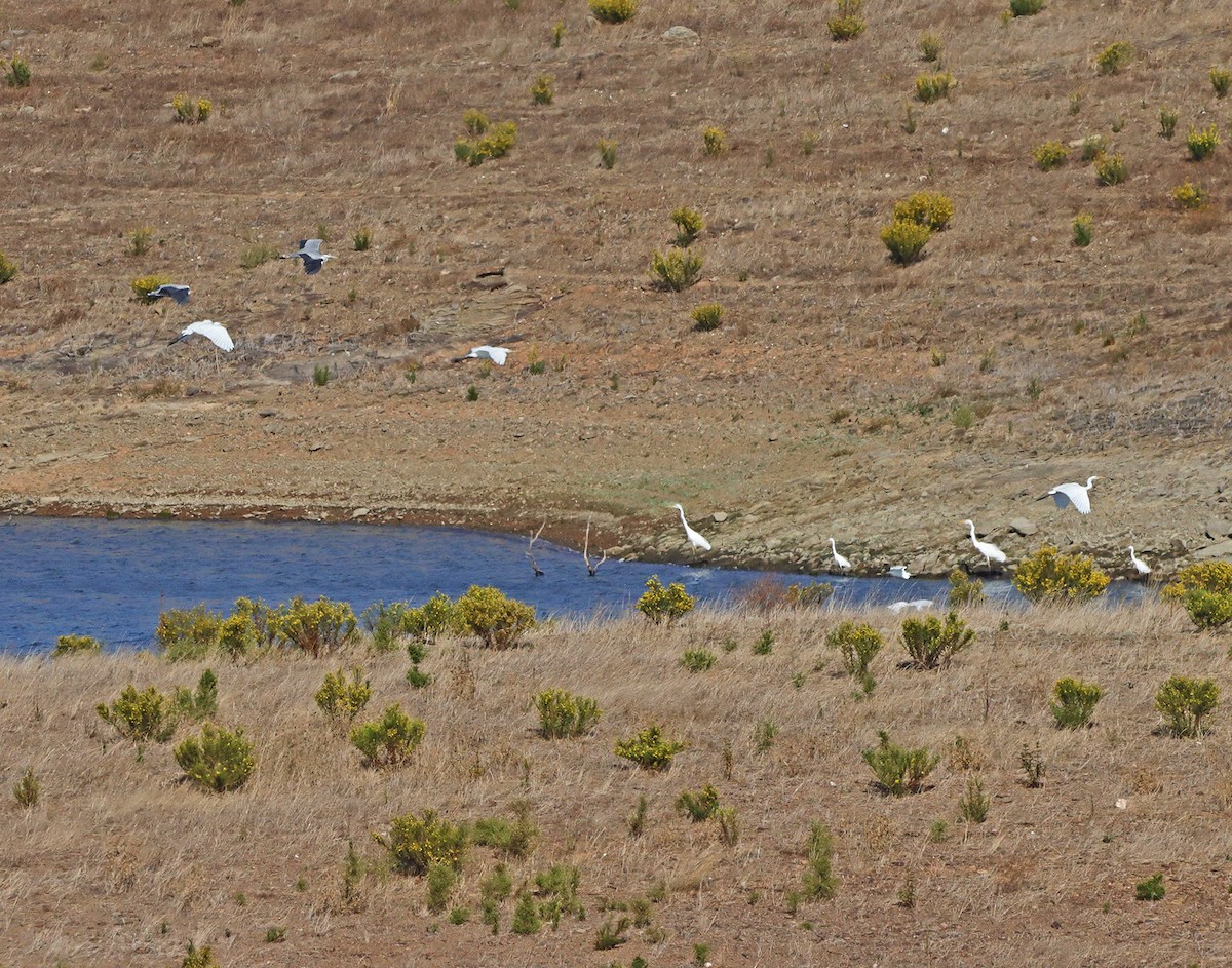 Great Egret - ML272108451