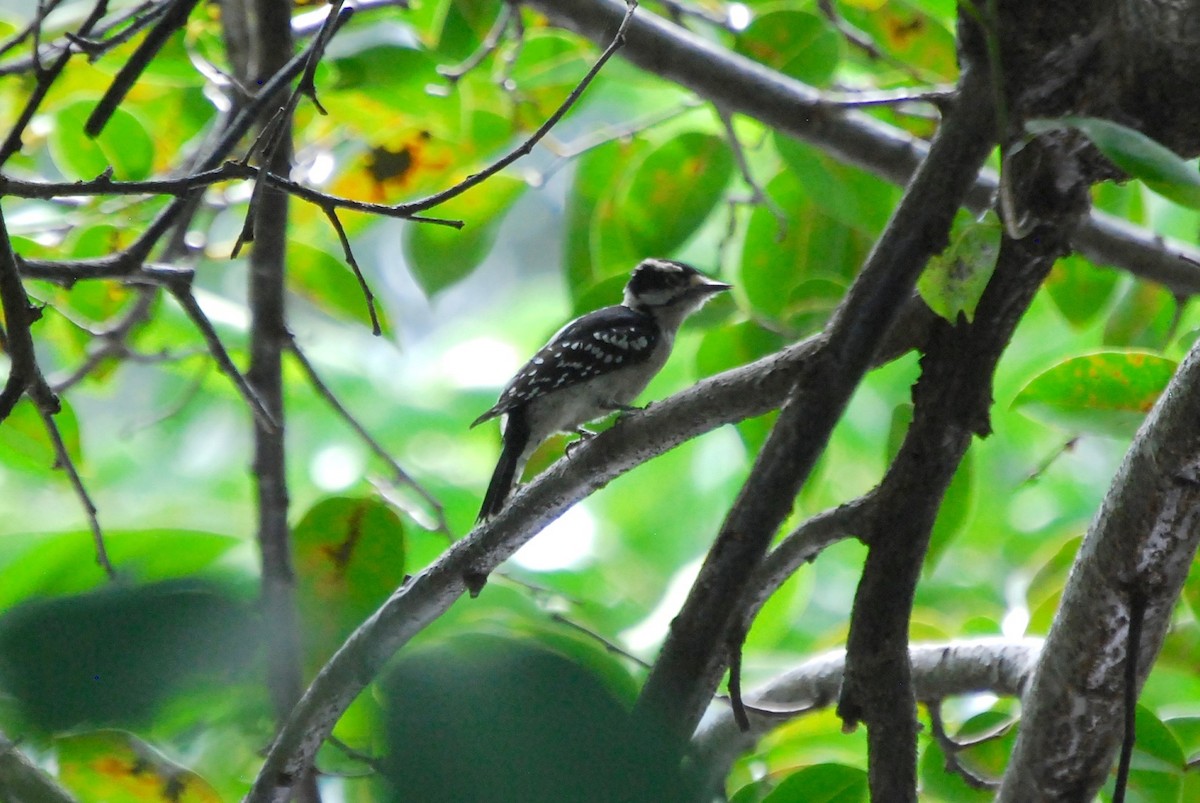 Downy Woodpecker - ML272109871