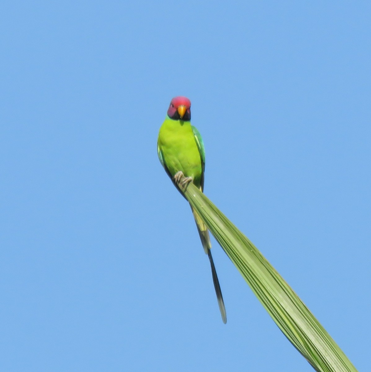 Plum-headed Parakeet - ML272109981