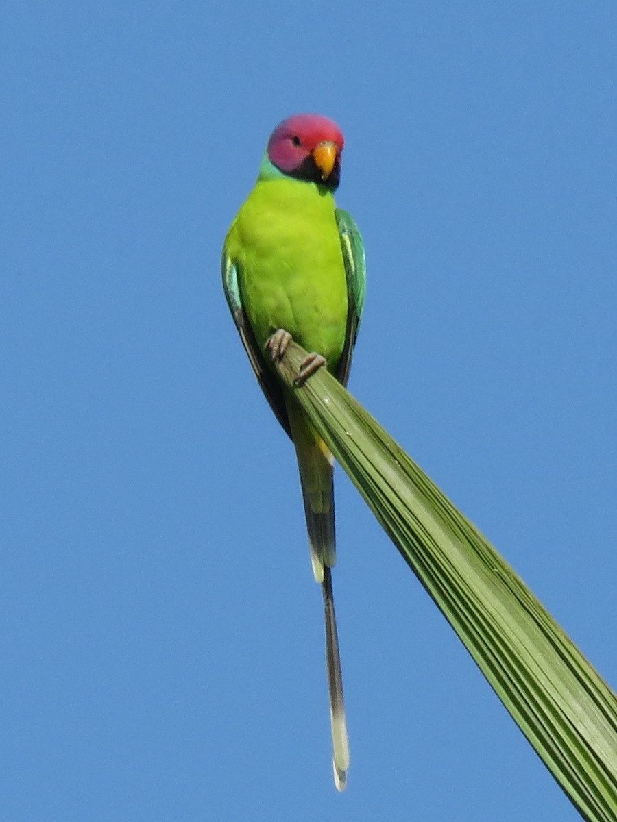 Plum-headed Parakeet - ML272109991