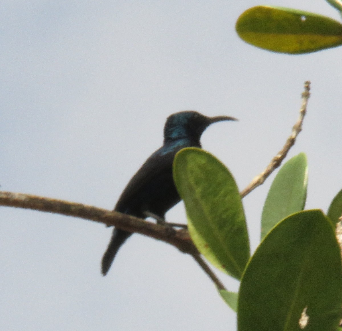 Purple Sunbird - ML272111141