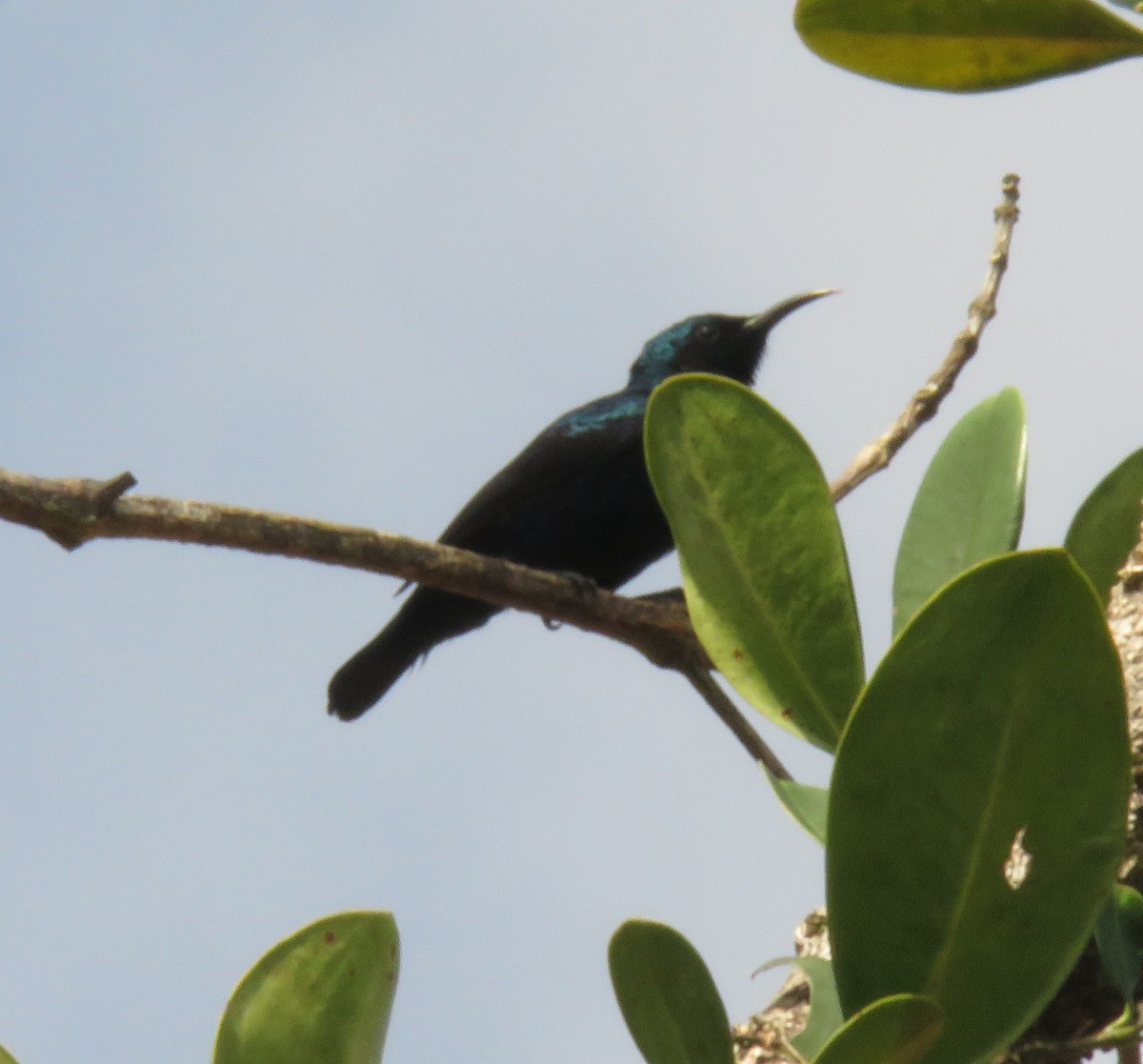 Purple Sunbird - ML272111151