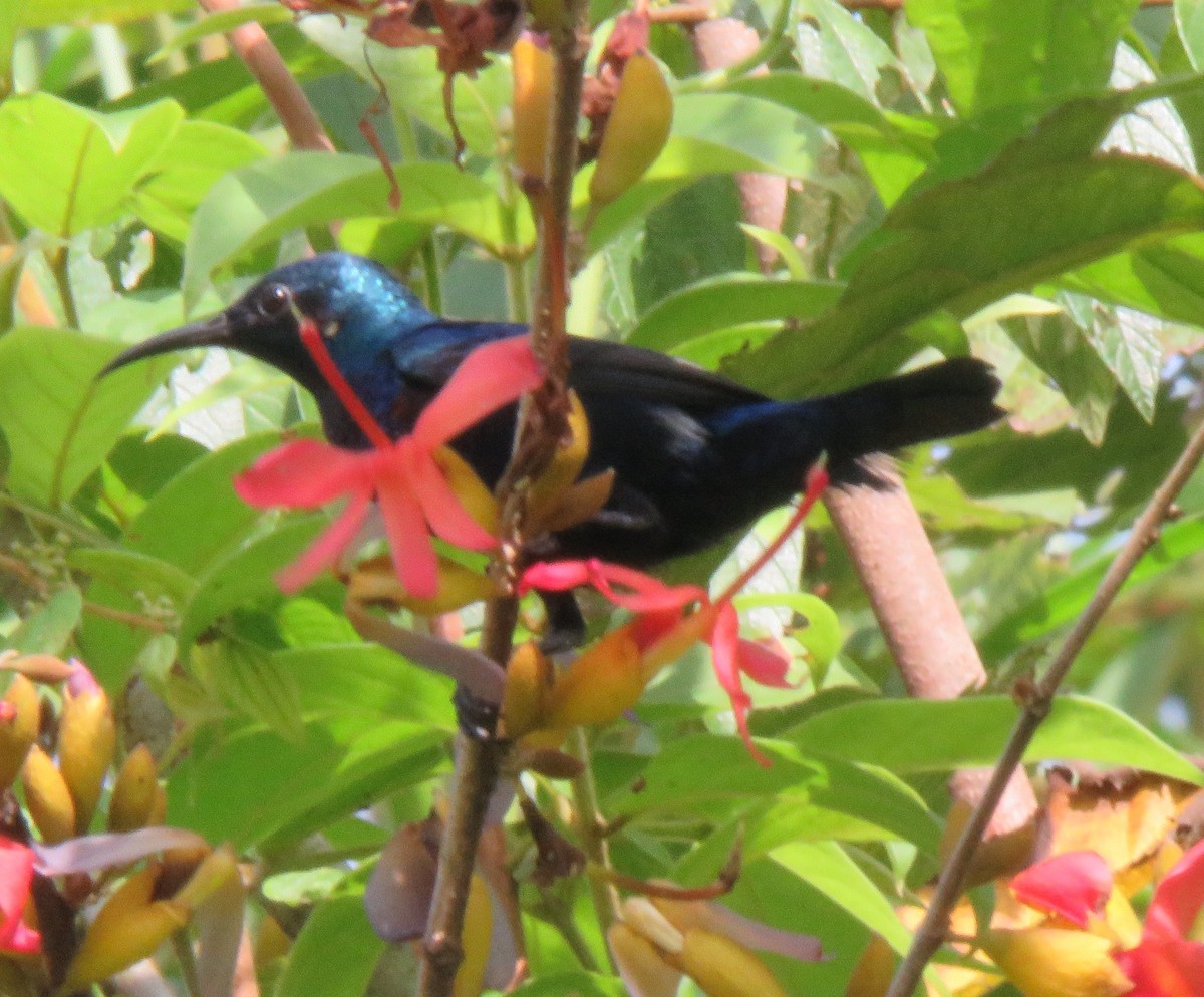 Loten's Sunbird - ML272111241