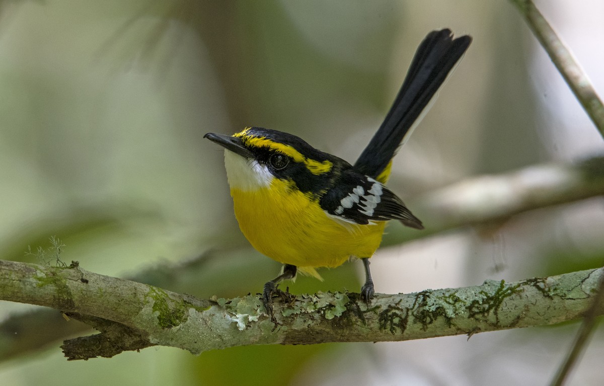 Yellow-breasted Boatbill - Nik Mulconray