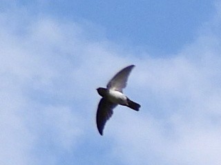 Satin Swiftlet - ML272112041