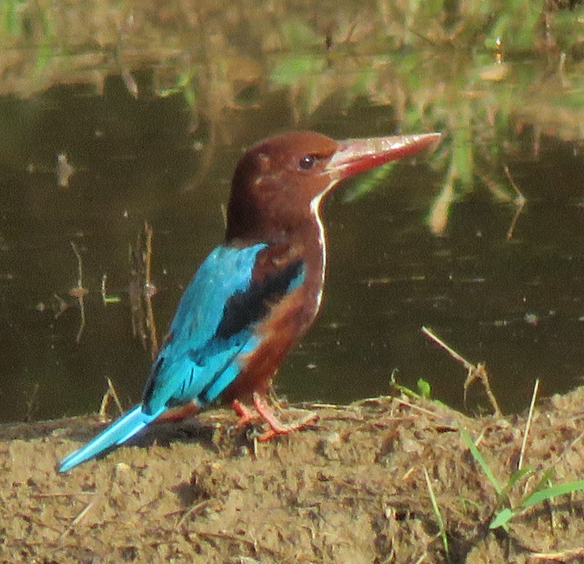 White-throated Kingfisher - ML272112301