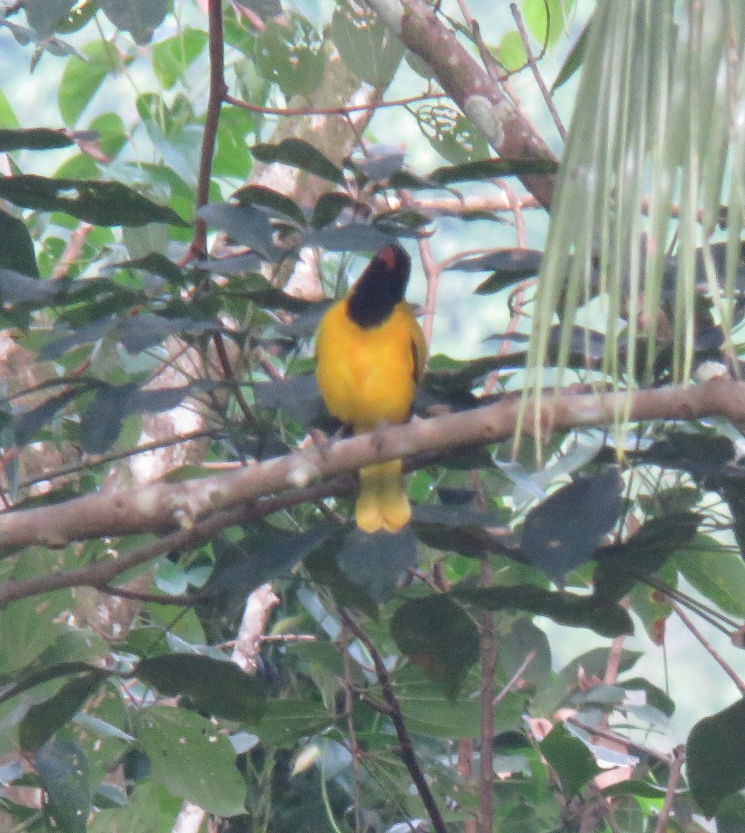 Black-hooded Oriole - ML272112321