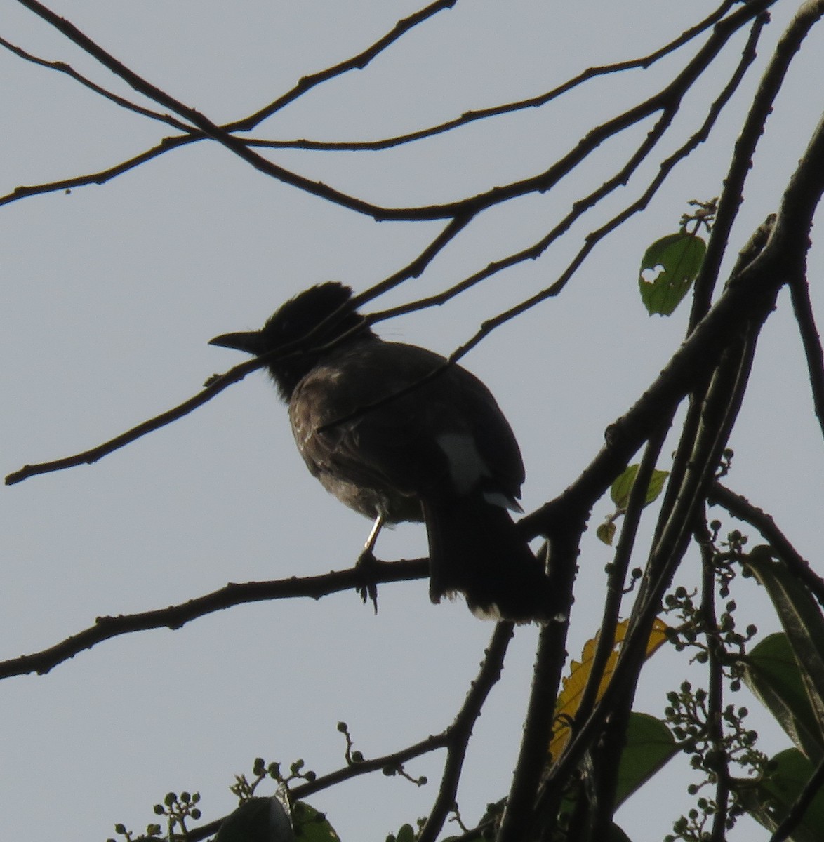 Red-vented Bulbul - ML272112411