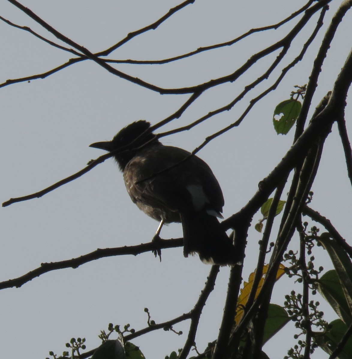 Red-vented Bulbul - Mohanan Choron