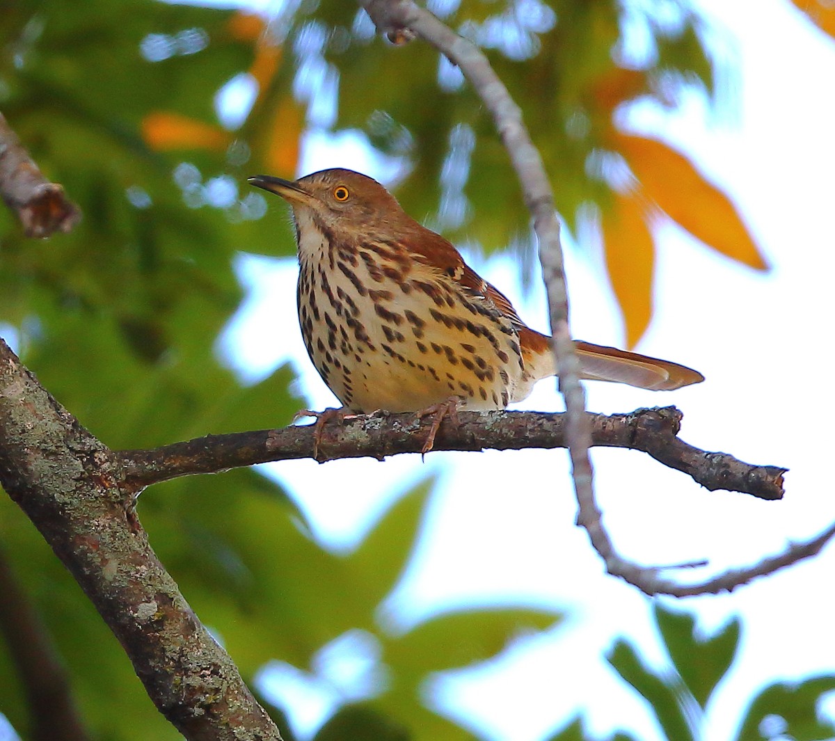 Brown Thrasher - ML272112531