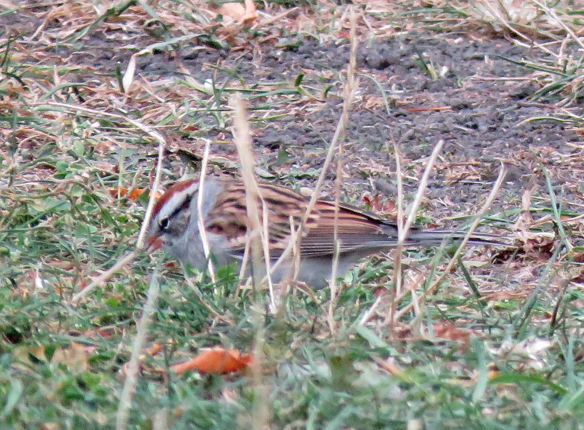 Chipping Sparrow - ML272113881