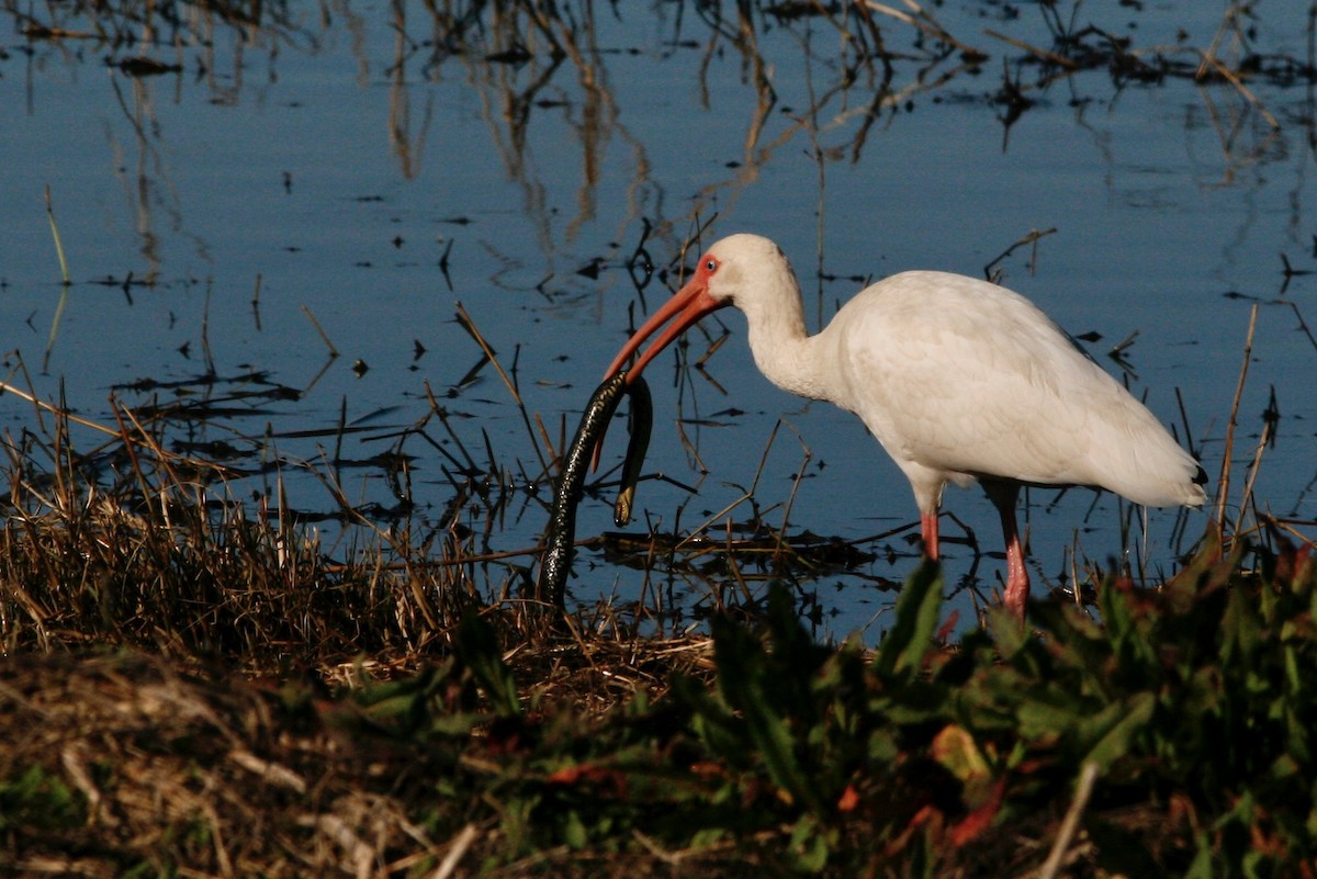 ibis bílý - ML272114411