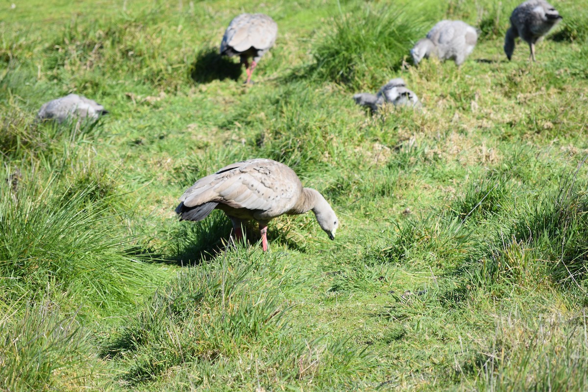 Cape Barren Goose - Stephen Cox