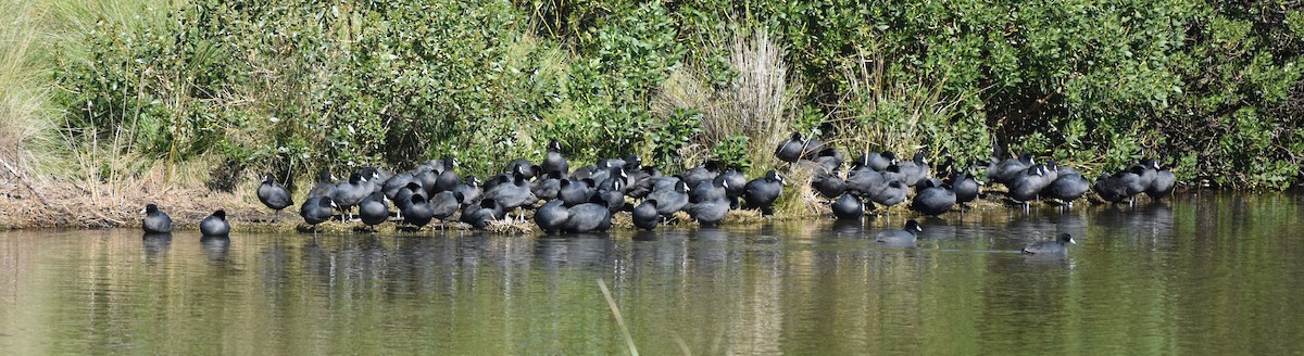 Eurasian Coot - ML272115501